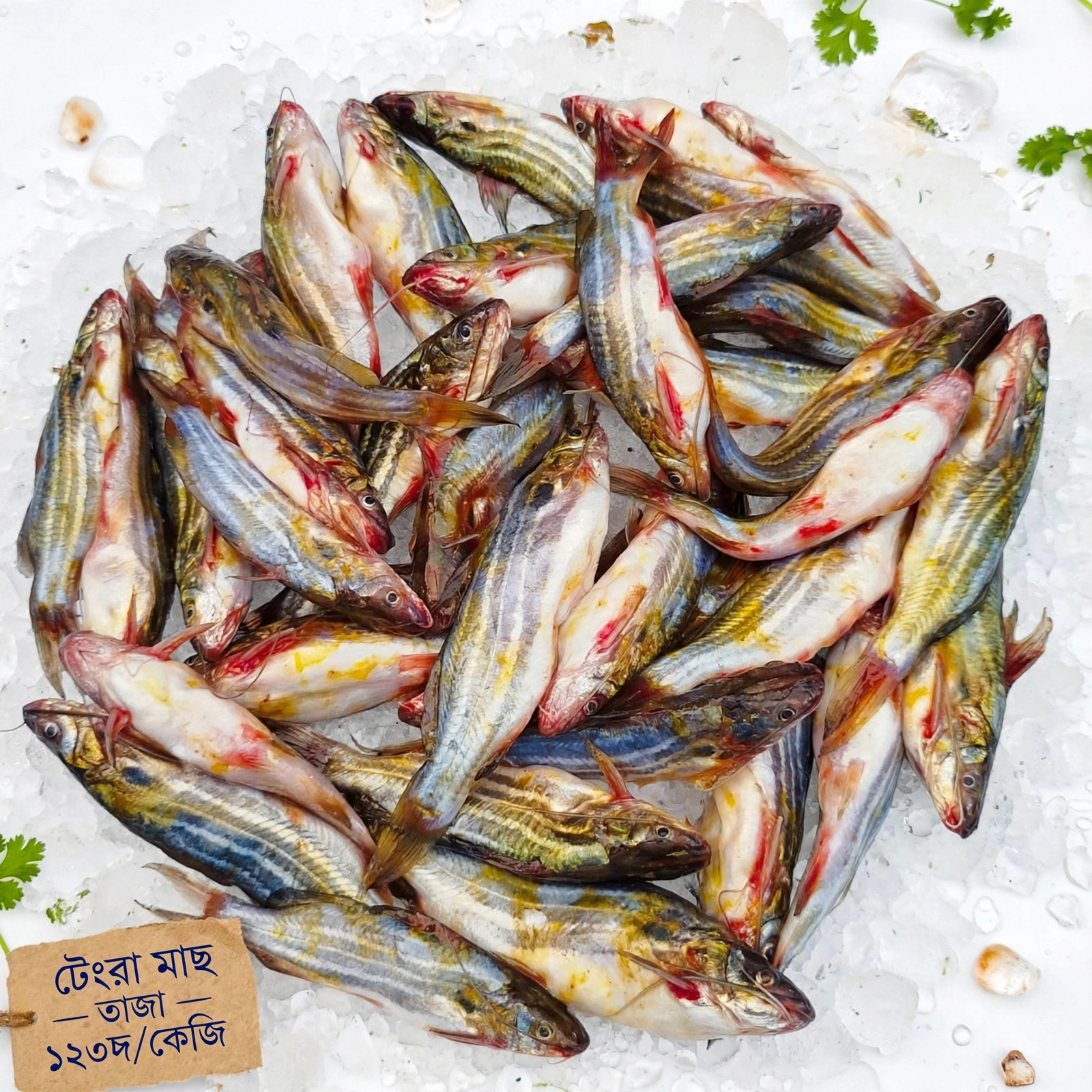 টেংরা মাছ
